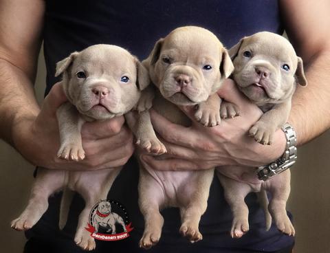 American Bully Exotic, Micro, Lilac Puppies, Chinese Blood