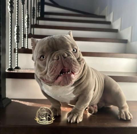 American Bully Micro Exotic
